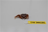 藏品(拉氏清溪蟹)的圖片